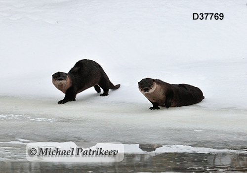 North American River Otter (Lontra canadensis)